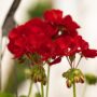 Geranium – Calliope Large Dark Red – 12″ Fiber Hanging Basket